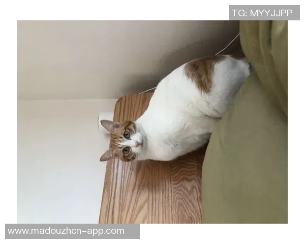 91猫先生糖心vlog-91猫先生与糖心Vlog的奇妙世界-91猫先生糖心vlog